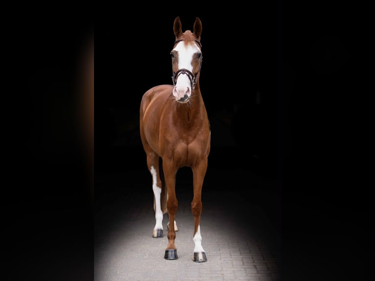 Holsteiner Jument 7 Ans 170 cm Alezan in Zülpich