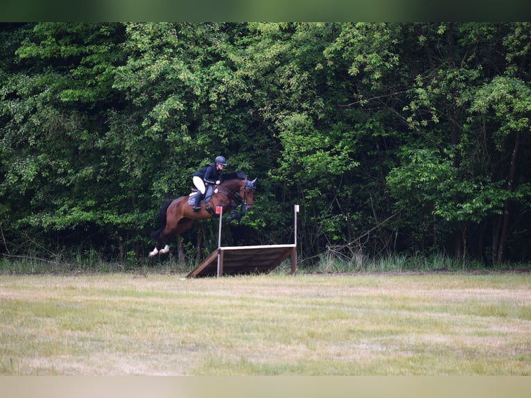 Holsteiner Jument 7 Ans 170 cm Bai in Havelberg