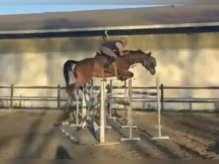 Holsteiner Jument 7 Ans 170 cm Bai in Mansuè