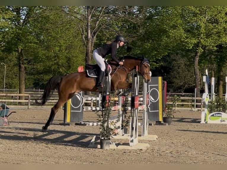 Holsteiner Jument 7 Ans 170 cm Bai in Mansuè