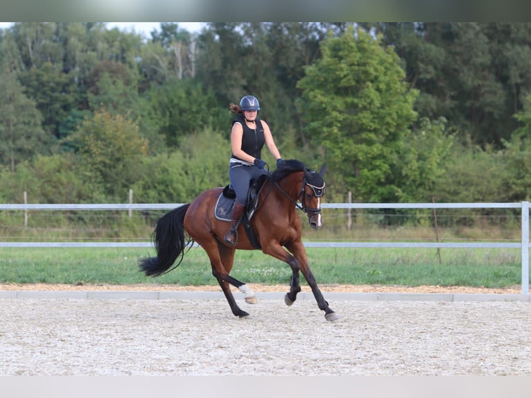 Holsteiner Jument 7 Ans 170 cm Bai in Lauchhammer