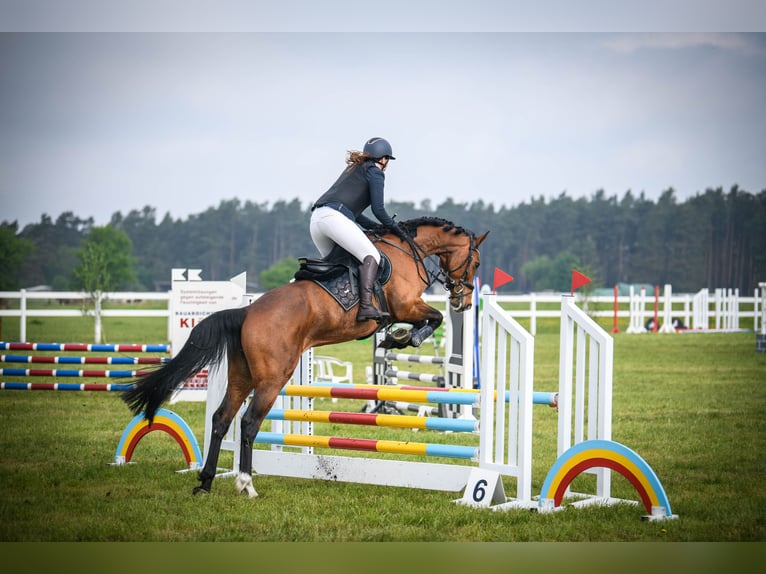 Holsteiner Jument 7 Ans 170 cm Bai in Lauchhammer