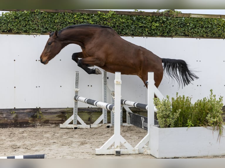 Holsteiner Jument 7 Ans 170 cm Bai in Waddinxveen