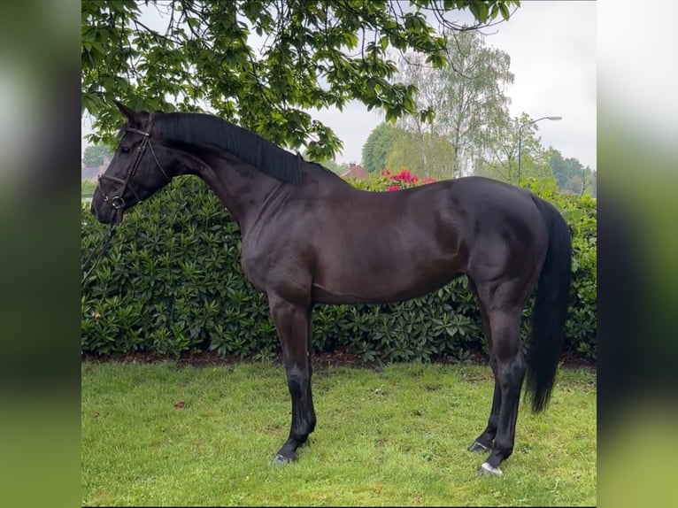 Holsteiner Jument 7 Ans 170 cm Noir in Reusel
