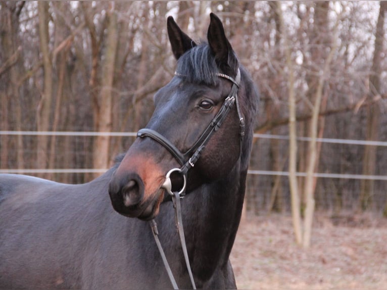 Holsteiner Jument 7 Ans 170 cm Noir in csömör