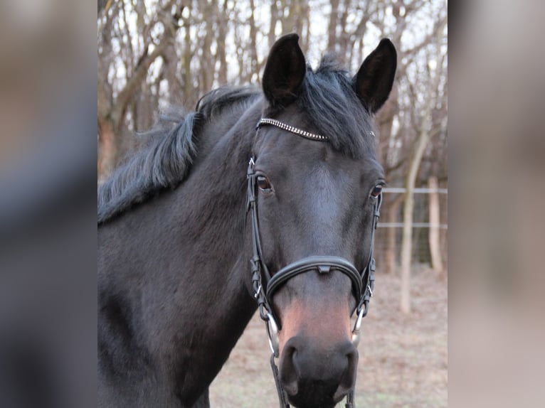 Holsteiner Jument 7 Ans 170 cm Noir in csömör