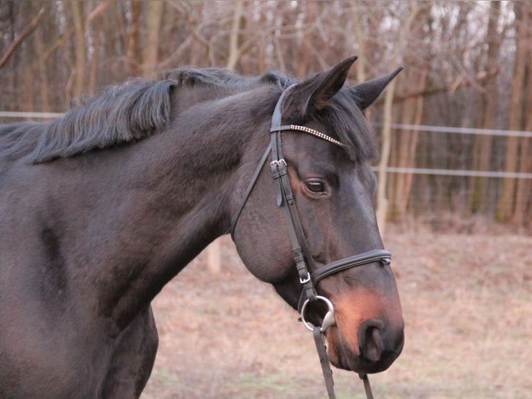 Holsteiner Jument 7 Ans 170 cm Noir in csömör