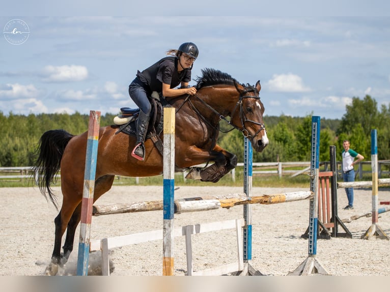 Holsteiner Jument 7 Ans 171 cm Bai in Barlinek Holsteiner Jument 7 Ans 171 cm Bai in Barlinek