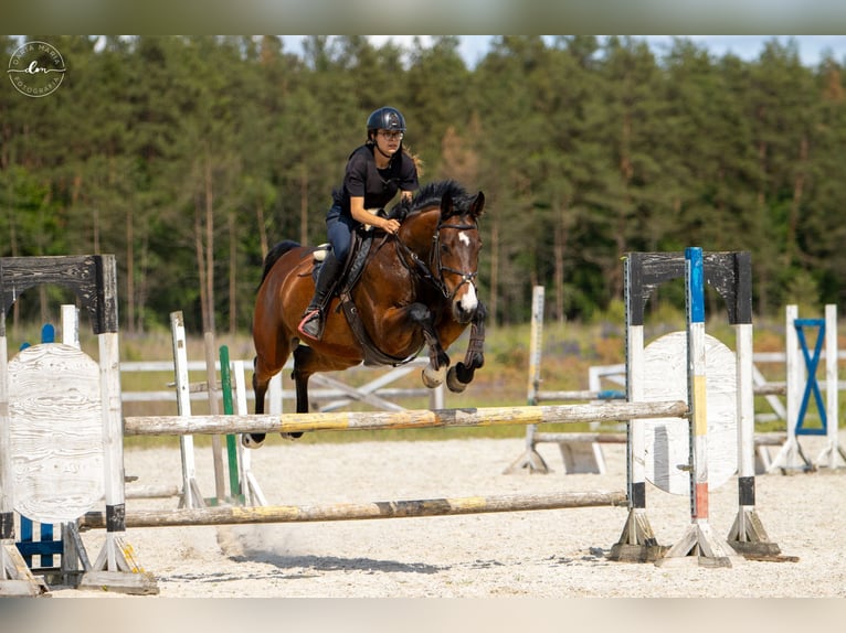 Holsteiner Jument 7 Ans 171 cm Bai in Barlinek Holsteiner Jument 7 Ans 171 cm Bai in Barlinek