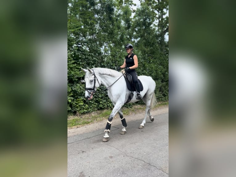 Holsteiner Jument 7 Ans 171 cm Gris in Neukirchen