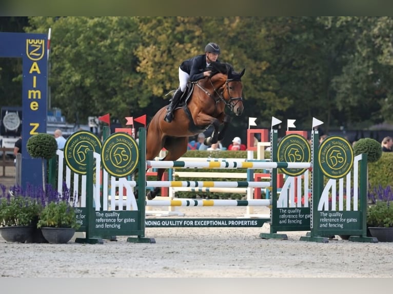 Holsteiner Jument 7 Ans 172 cm Alezan brûlé in Rhinow