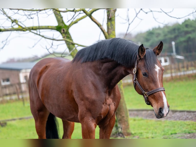 Holsteiner Jument 7 Ans 172 cm  in GROTE-BROGEL