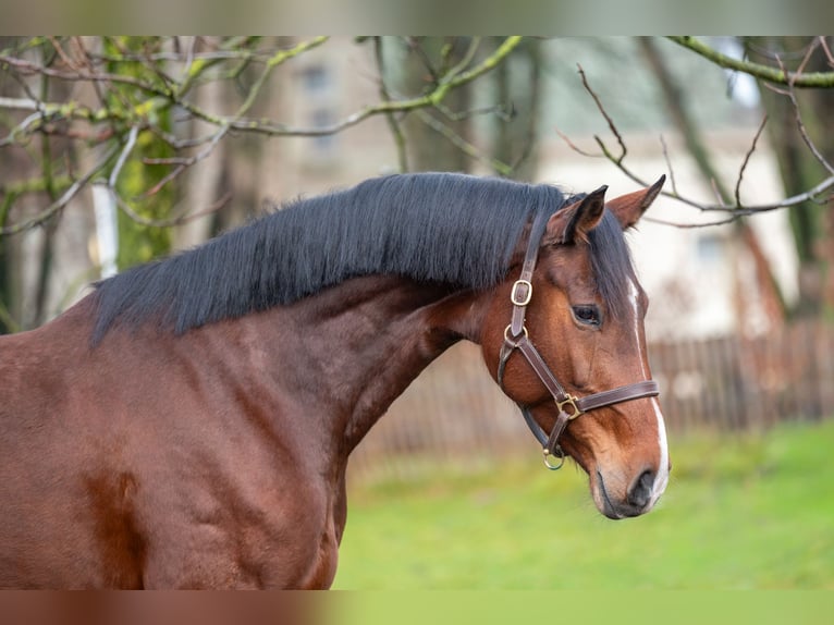 Holsteiner Jument 7 Ans 172 cm  in GROTE-BROGEL