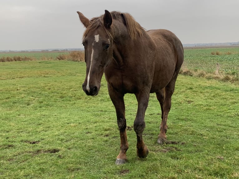 Holsteiner Jument 7 Ans 173 cm Alezan in Epenwöhrden