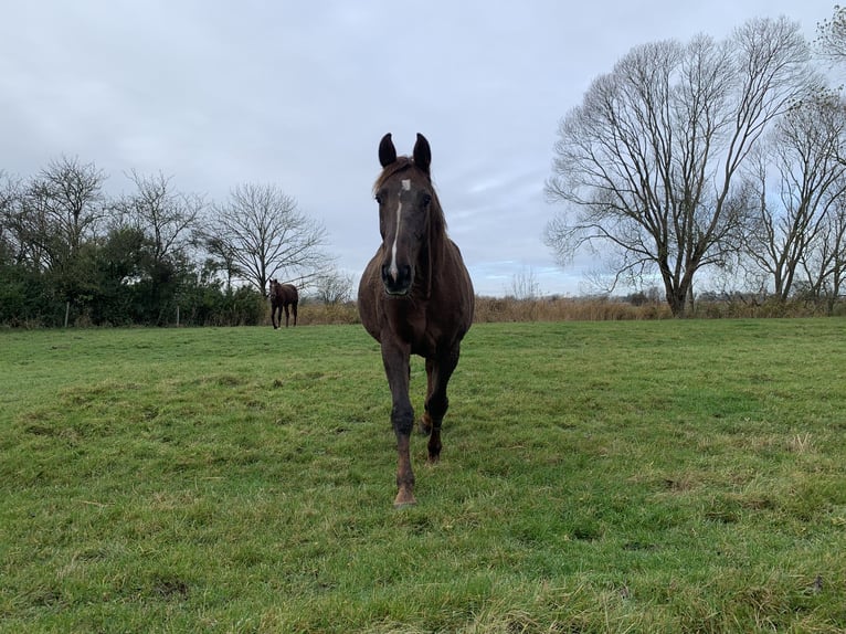 Holsteiner Jument 7 Ans 173 cm Alezan in Epenwöhrden