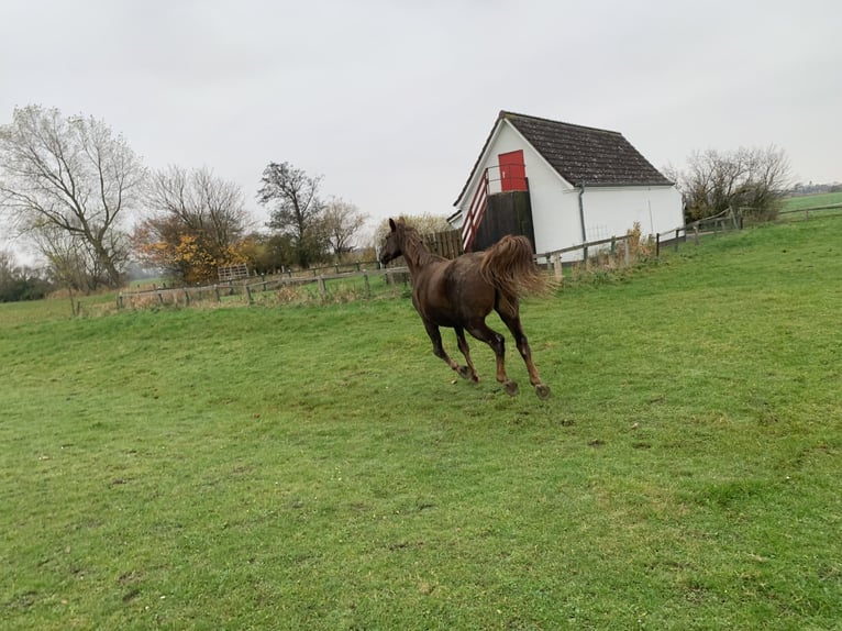 Holsteiner Jument 7 Ans 173 cm Alezan in Epenwöhrden