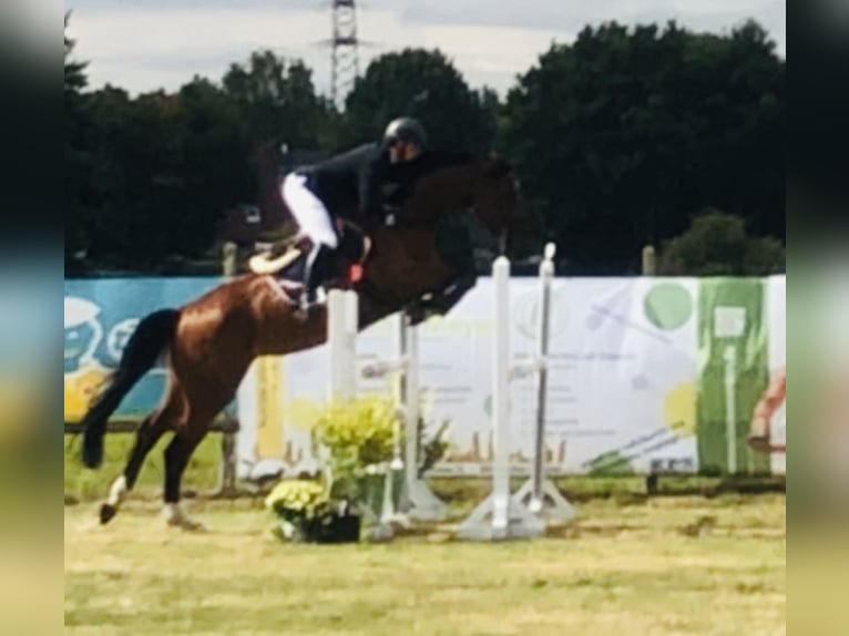 Holsteiner Jument 7 Ans 173 cm Bai brun in Sottrum