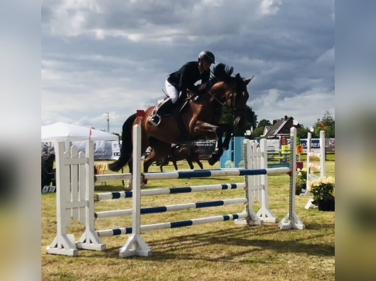 Holsteiner Jument 7 Ans 173 cm Bai brun in Sottrum