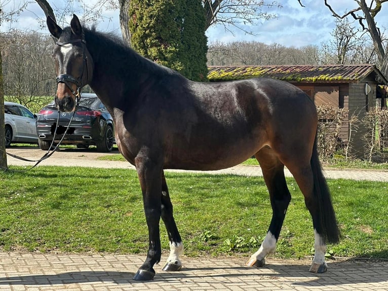Holsteiner Jument 7 Ans 174 cm Bai brun in Hanau