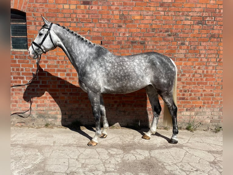 Holsteiner Jument 7 Ans 174 cm Gris pommelé in Zarpen