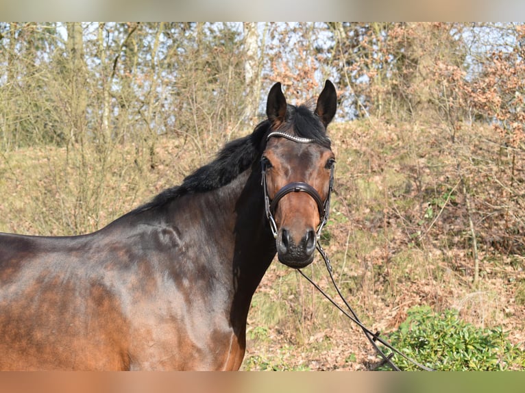 Holsteiner Jument 7 Ans 175 cm Bai brun in Schmilau