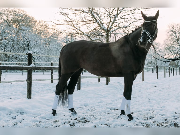 Holsteiner Jument 7 Ans 175 cm Bai brun foncé in Halstenbek