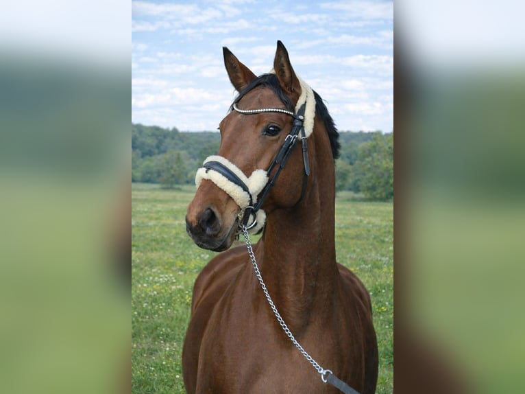 Holsteiner Jument 7 Ans 175 cm Bai cerise in Zławieś Wielka