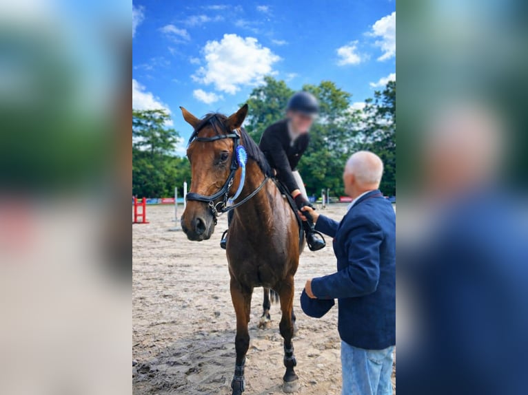 Holsteiner Jument 7 Ans 175 cm Bai cerise in Zławieś Wielka