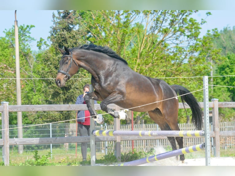 Holsteiner Jument 7 Ans 175 cm Bai in Osterburg ot Düsedau