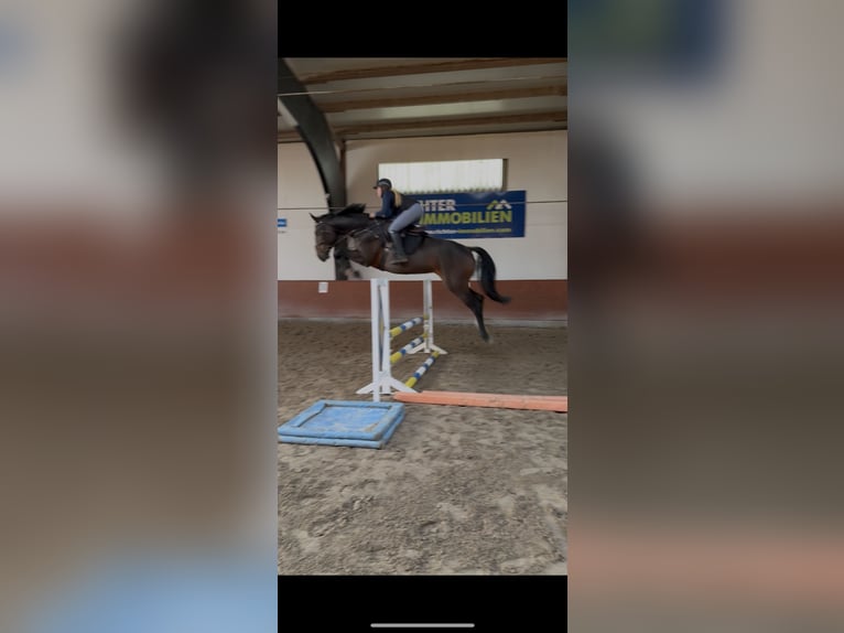 Holsteiner Jument 7 Ans 176 cm Bai brun foncé in Viernhein