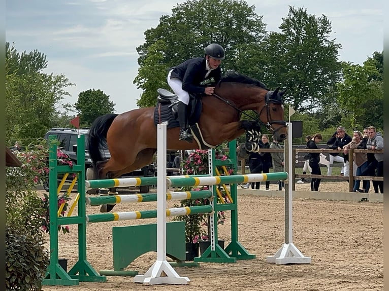 Holsteiner Jument 7 Ans Bai in Oderaue