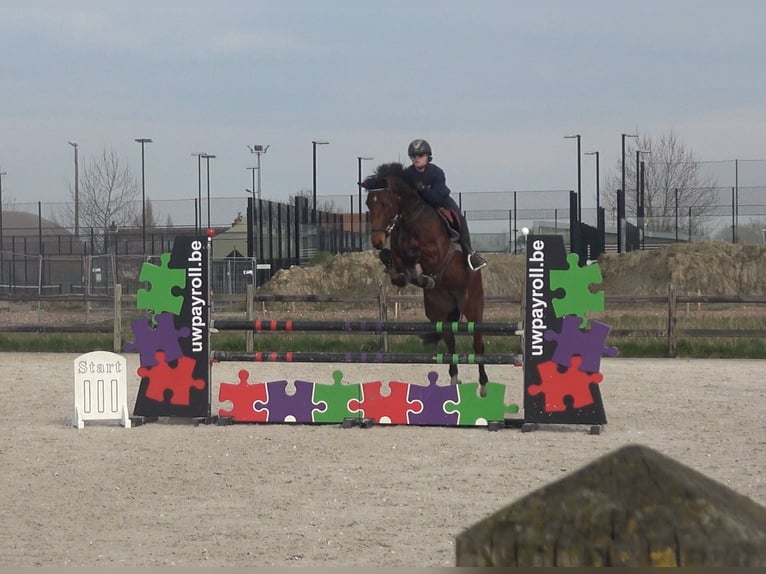 Holsteiner Jument 8 Ans 162 cm Bai in Oppuurs