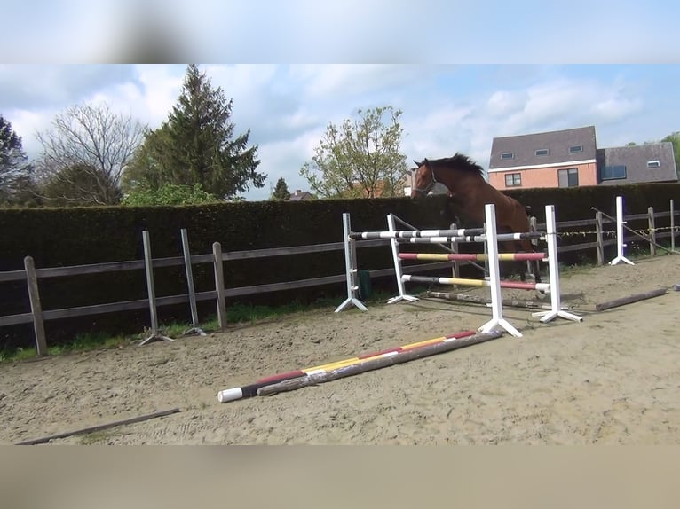 Holsteiner Jument 8 Ans 162 cm Bai in Oppuurs