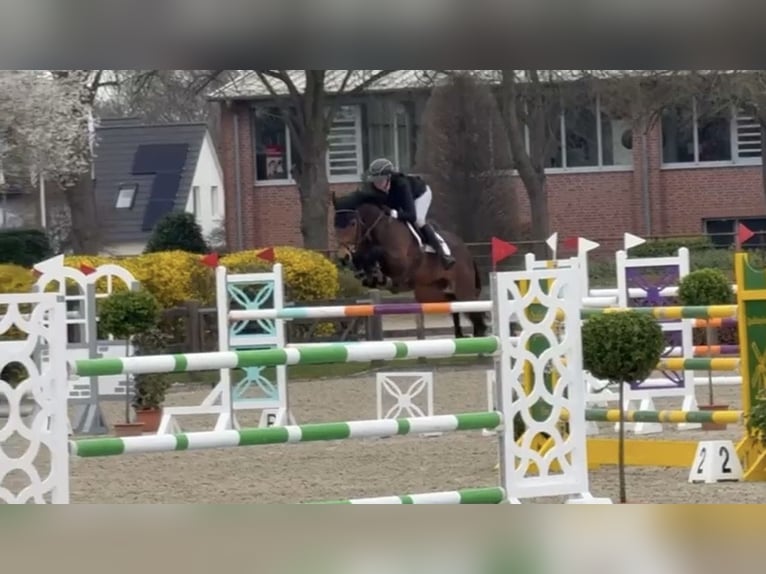 Holsteiner Jument 8 Ans 163 cm Bai in Norderstedt