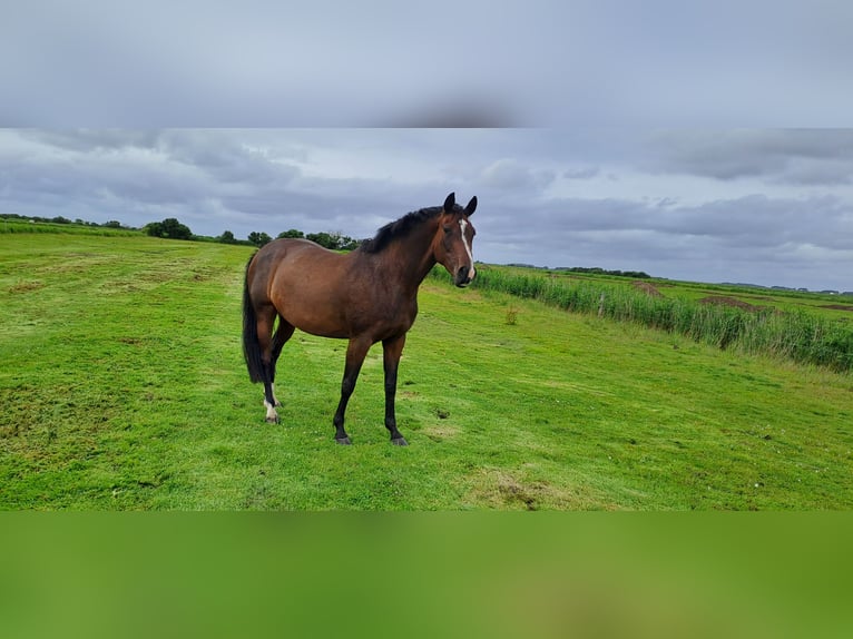 Holsteiner Jument 8 Ans 163 cm Bai in Wyk auf Föhr