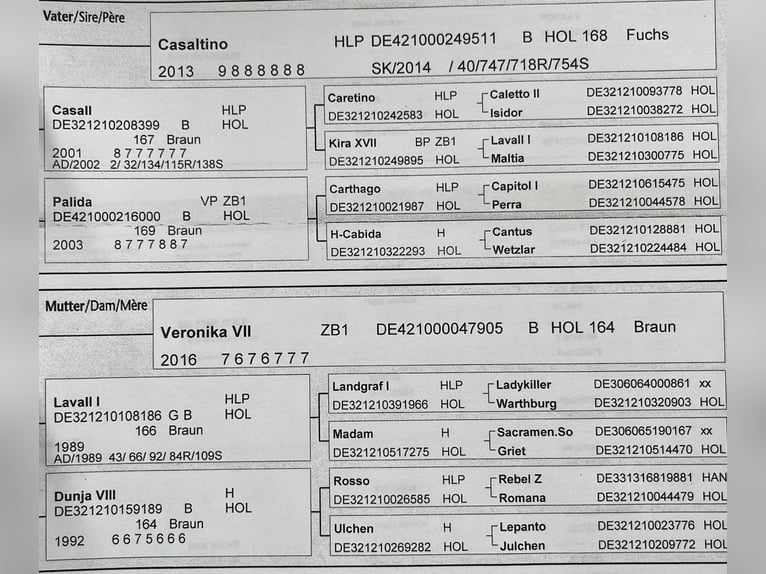 Holsteiner Jument 8 Ans 163 cm Bai in Kevelaer