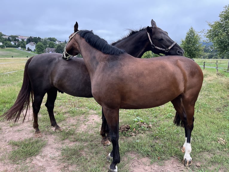 Holsteiner Jument 8 Ans 164 cm Bai in Hessisch Lichtenau