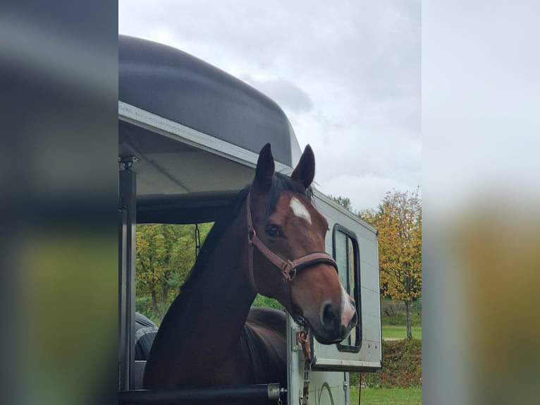 Holsteiner Jument 8 Ans 164 cm Bai in Ahrensbök