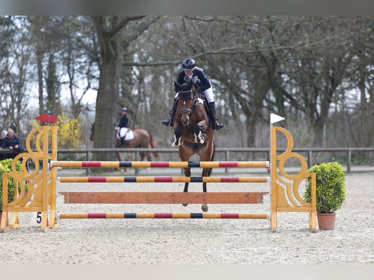 Holsteiner Jument 8 Ans 164 cm Bai in Tremsbüttel