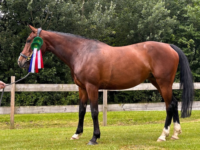 Holsteiner Jument 8 Ans 165 cm Bai in Schwesing