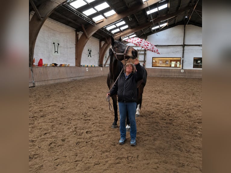 Holsteiner Jument 8 Ans 167 cm Bai brun foncé in Kellinghusen