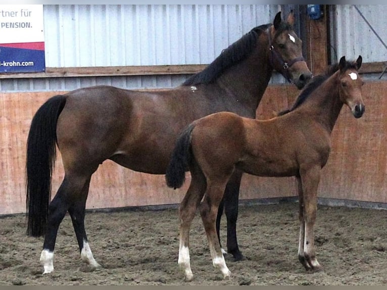 Holsteiner Jument 8 Ans 167 cm Bai in Kaiser-Wilhelm-Koog