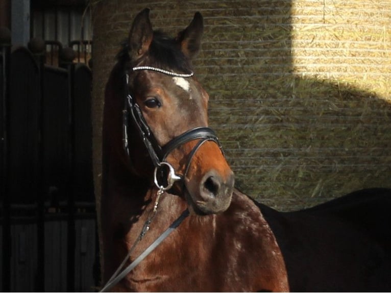 Holsteiner Jument 8 Ans 167 cm Bai in Kaiser-Wilhelm-Koog