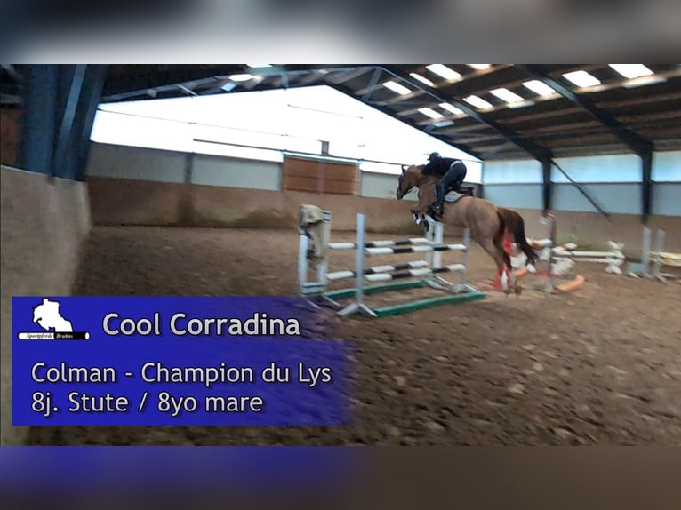 Holsteiner Jument 8 Ans 168 cm Alezan in Gadow