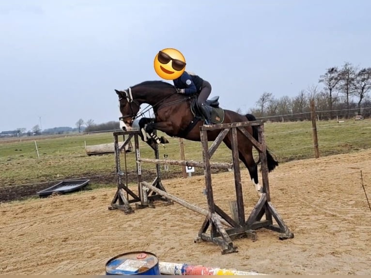 Holsteiner Jument 8 Ans 168 cm Bai brun in Sassen-Trantow