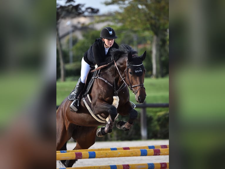 Holsteiner Jument 8 Ans 168 cm Bai in Bunyola