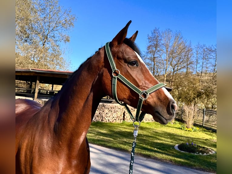 Holsteiner Jument 8 Ans 168 cm Bai in Sangerhausen