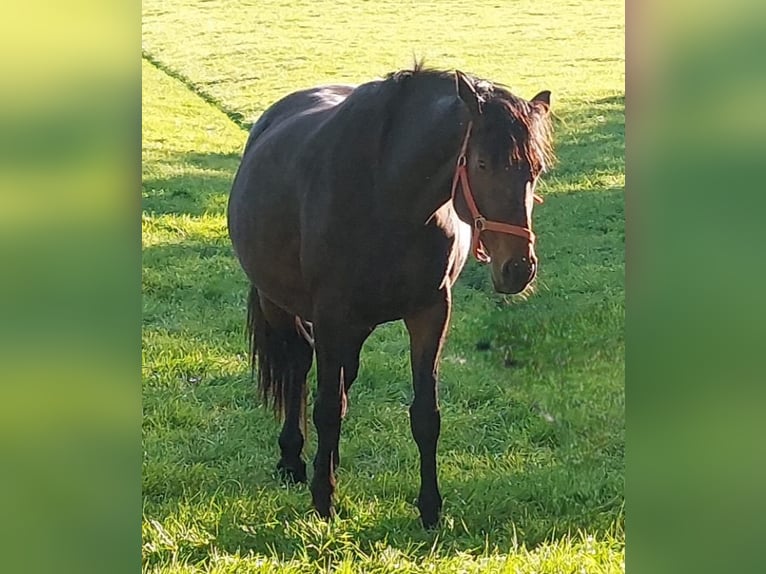 Holsteiner Jument 8 Ans 168 cm Bai in Berne