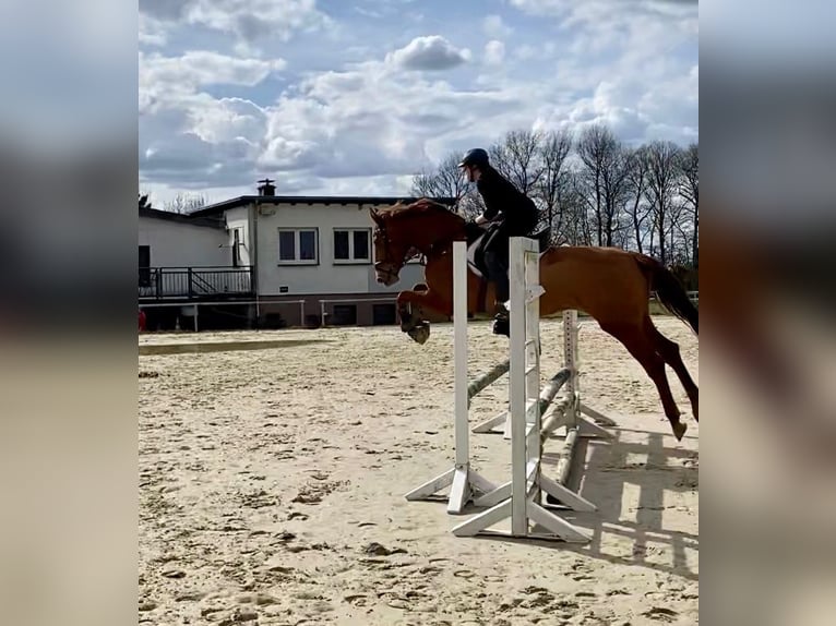 Holsteiner Jument 8 Ans 170 cm Alezan in Gevelsberg