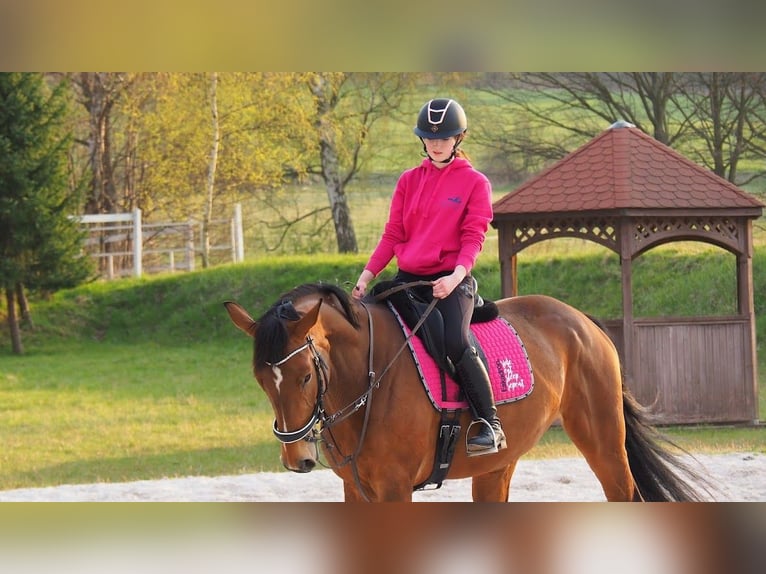 Holsteiner Jument 8 Ans 170 cm Bai cerise in Nowy Dwór